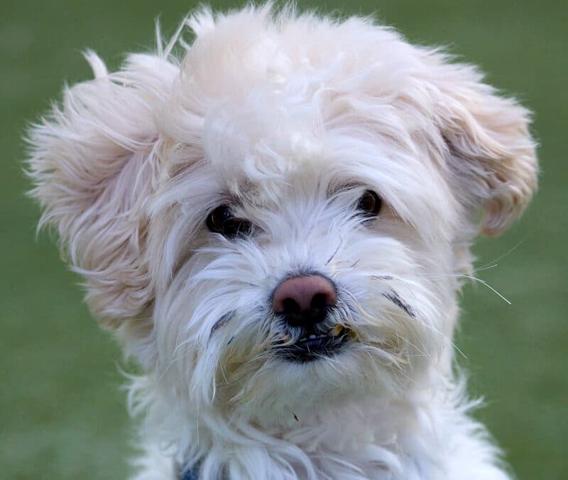 TUFFY - Miniature Poodle Mix available for adoption