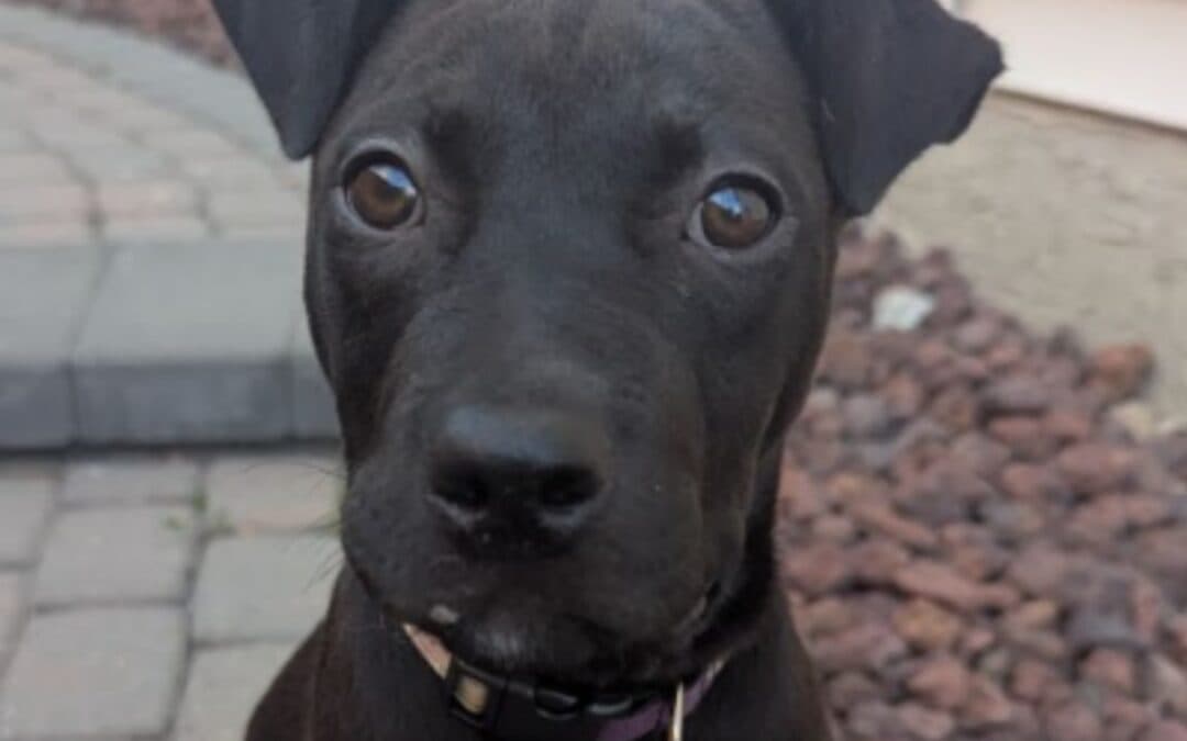 IVANA - Terrier, Pit Bull Mixed available for adoption at AARCS in Calgary