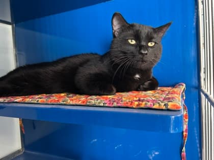 VADER - Domestic Short Hair cat available for adoption at AARCS in Calgary