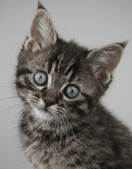 VALLEY - Domestic Short Hair cat available for adoption at AARCS in Calgary