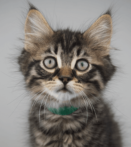 VANCE - Domestic Short Hair cat available for adoption at AARCS in Calgary