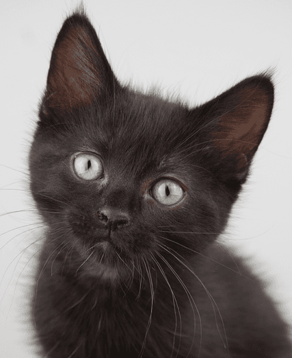 VINCE - Domestic Short Hair cat available for adoption at AARCS in Calgary
