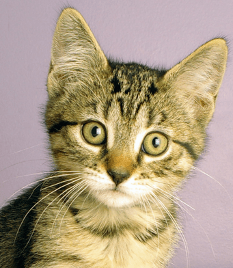 WENDY - Domestic Short Hair cat available for adoption at AARCS in Calgary