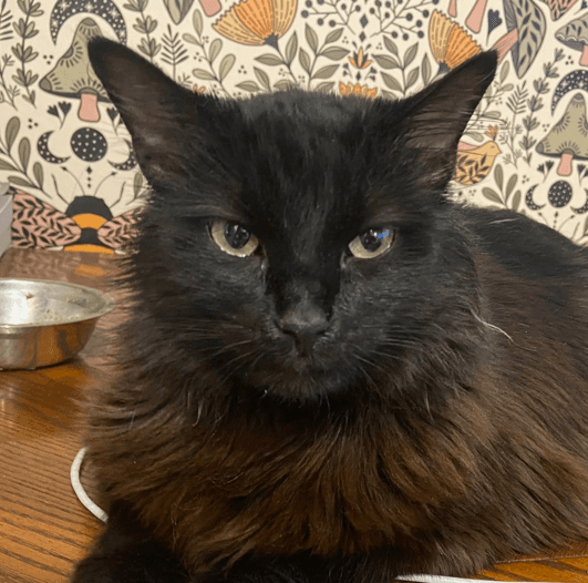 ZINA - Domestic Medium Hair cat available for adoption at AARCS in Calgary