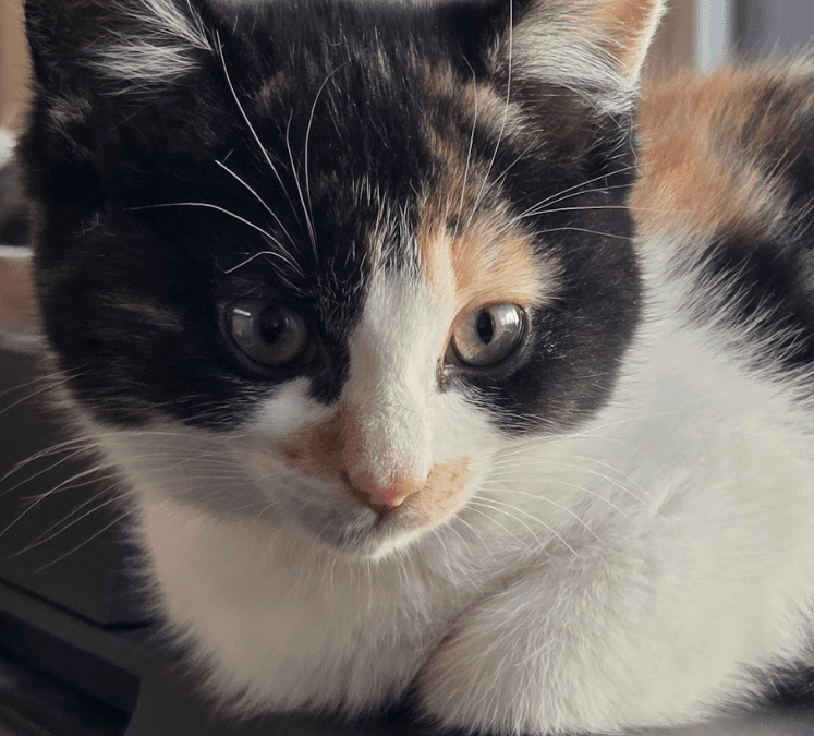 PIEROGI - Domestic Short Hair cat available for adoption at AARCS in Calgary