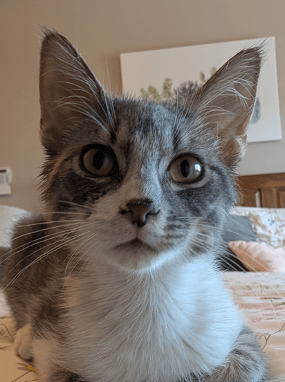 BILLY - Domestic Short Hair cat available for adoption at AARCS in Calgary (1 of 6)
