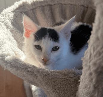 BOO - Domestic Short Hair cat available for adoption at AARCS in Calgary (1 of 5)