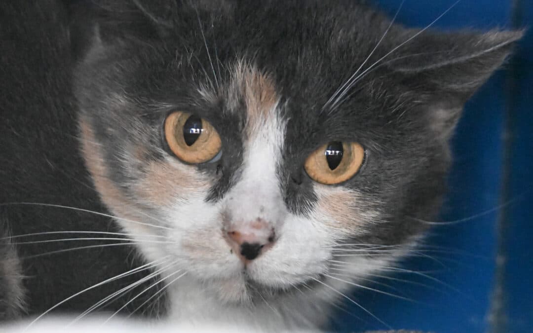 CALLIOPE - Domestic Short Hair cat available for adoption at AARCS in Calgary