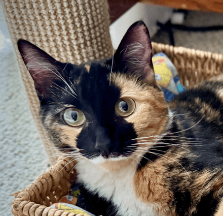 CARAMEL - Domestic Short Hair available for adoption