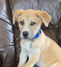 CHESTNUT - Mastiff Mixed available for adoption