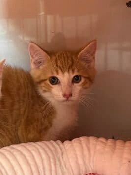 CRAKE - Domestic Short Hair cat available for adoption at AARCS in Calgary