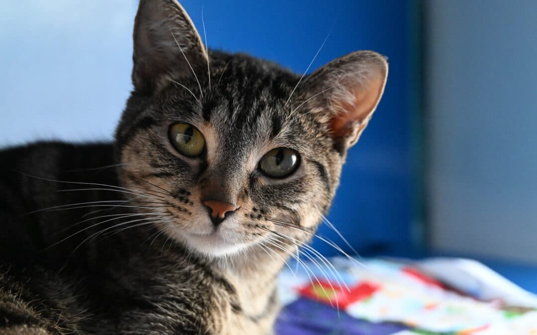 ELLE - Domestic Short Hair cat available for adoption at AARCS in Calgary (1 of 5)