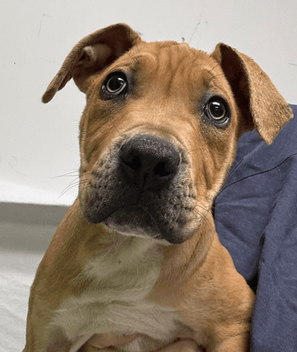 GREELY - Terrier, Pit Bull Mixed available for adoption
