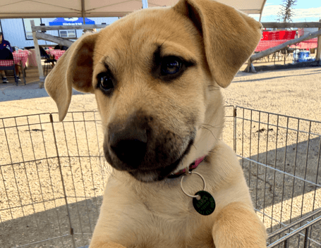 MAPLE - Mastiff Mixed available for adoption