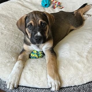 MATTEO - Labrador Retriever mixed available for adoption