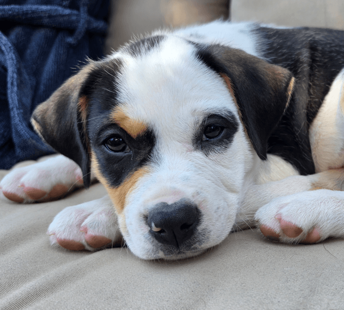 MEGAN - Labrador Retriever mixed available for adoption at AARCS in Calgary (1 of 6)