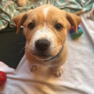 MEMPHIS - Labrador Retriever mixed available for adoption