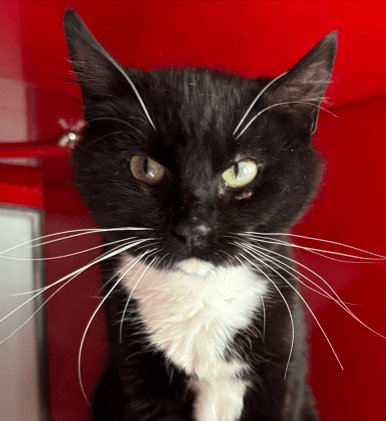 MOONSHINE - Domestic Short Hair cat available for adoption at AARCS in Calgary (1 of 5)