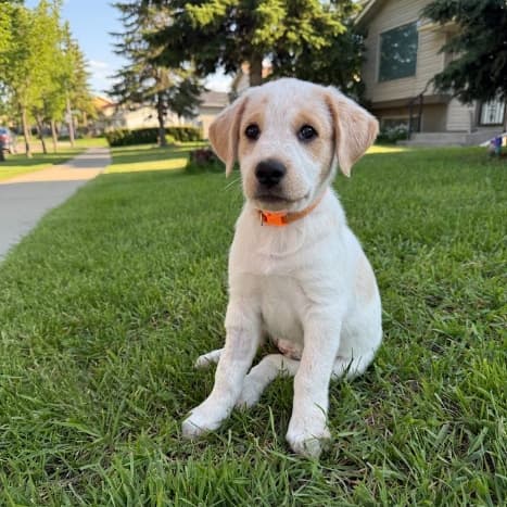 MUSA - Retriever, Labrador Mixed available for adoption at AARCS in Calgary (1 of 6)