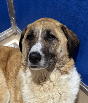 PARKER - Great Pyrenees Mixed available for adoption