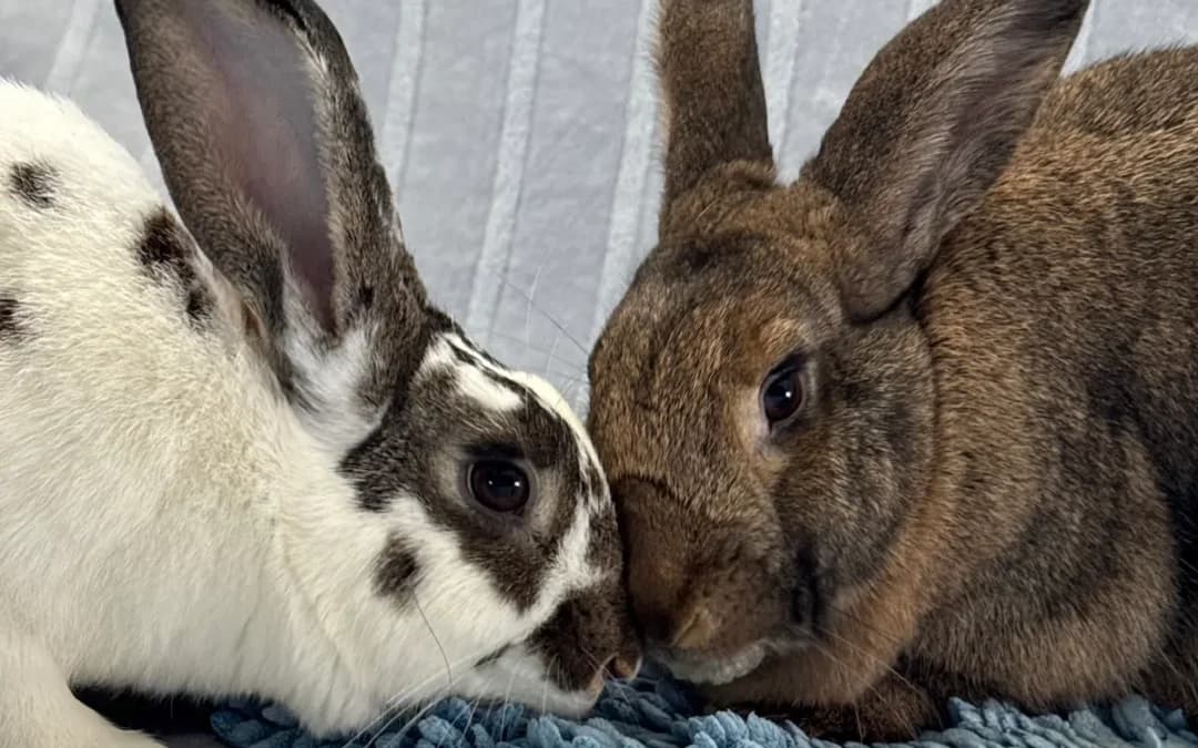 POSIE - New Zealand / New Zealand available for adoption in Calgary