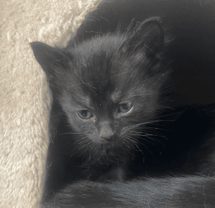 SAPPHIRE - Domestic Short Hair cat available for adoption at AARCS in Calgary (1 of 2)