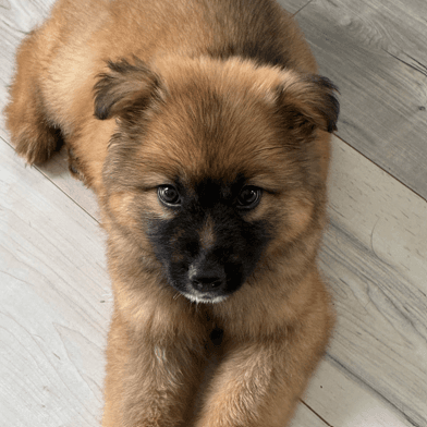 VINCE - German Shepherd Mixed available for adoption at AARCS in Calgary (1 of 6)