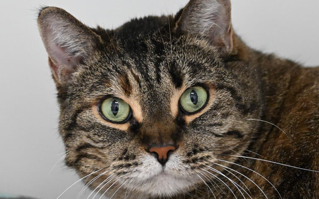 MOMO - Domestic Short Hair cat available for adoption at AARCS in Calgary