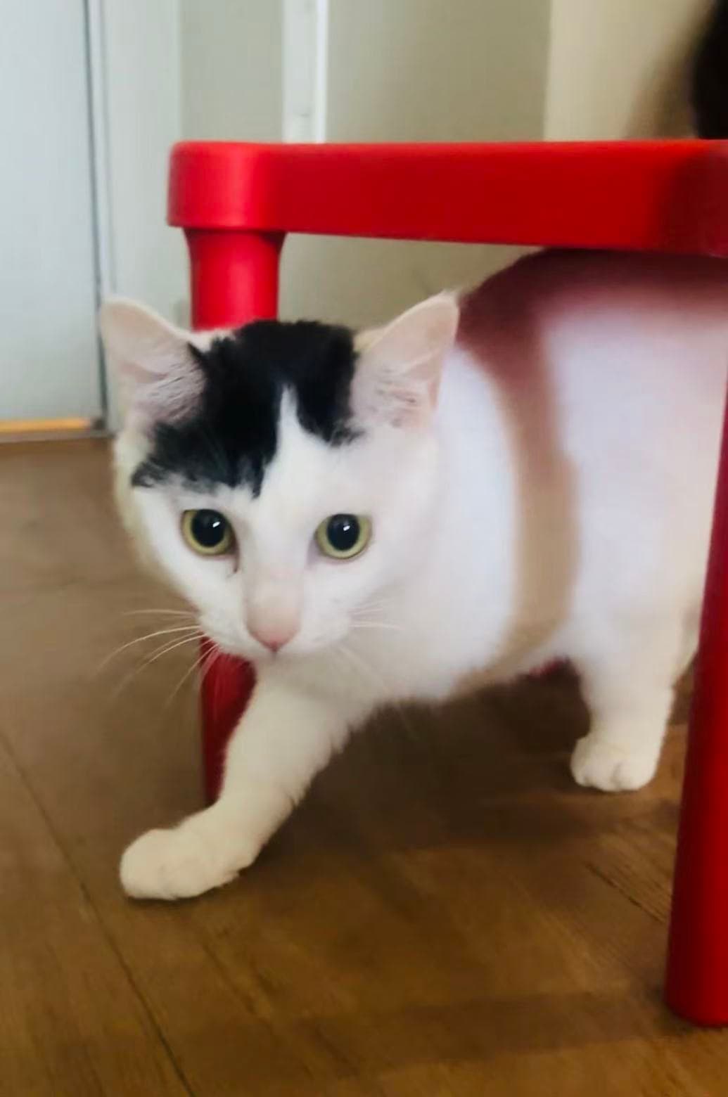 FiFi - Mixed Breed available for adoption at Baibao Rescue and Adoption Society in Vancouver