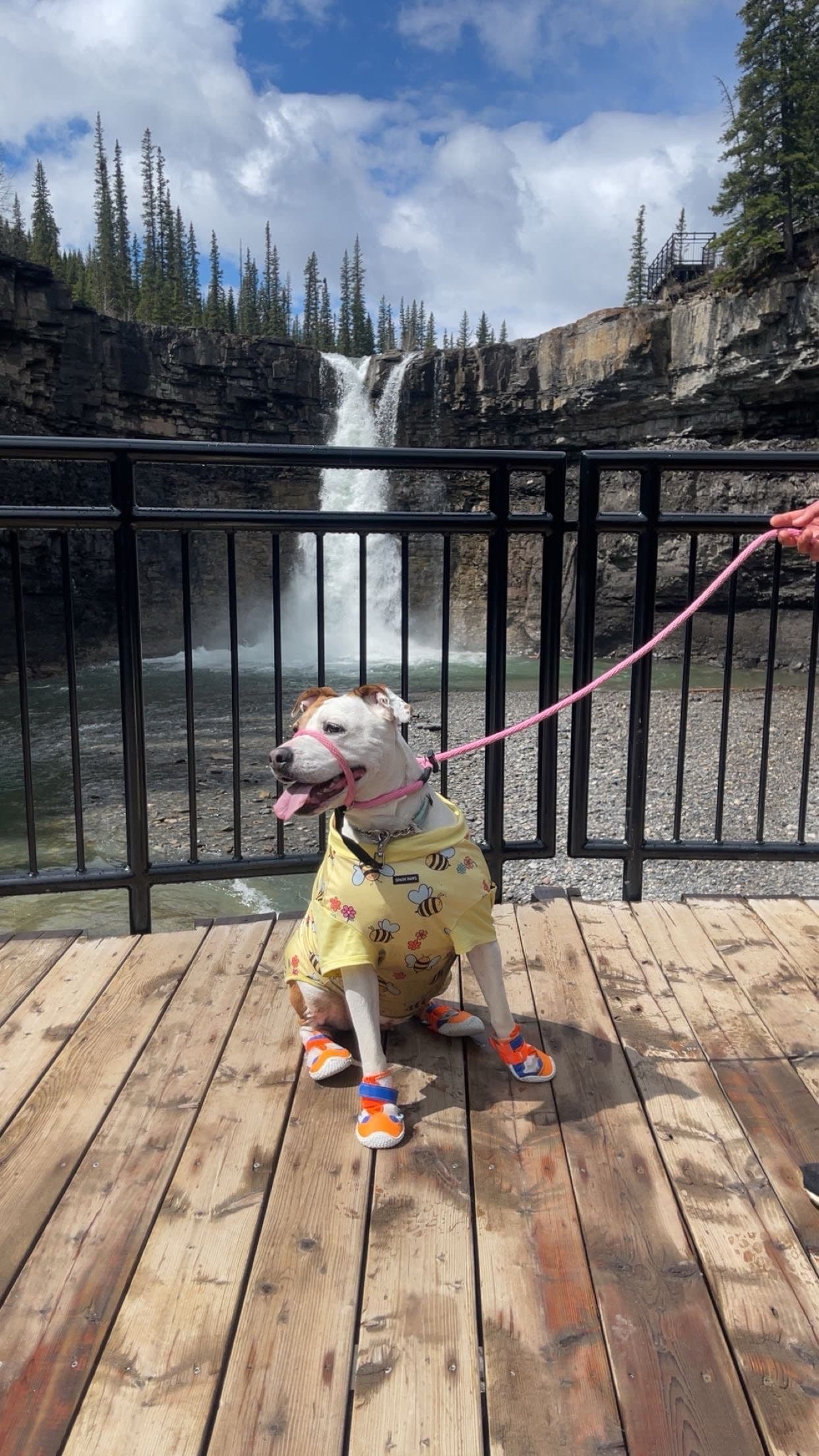 Rayne - Pit Bull Terrier Mix available for adoption in Calgary