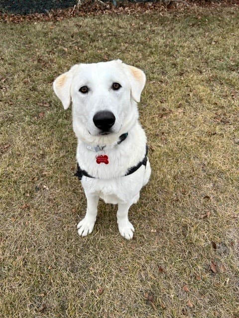 Truman - Labrador Retriever Mix available for adoption at BARCS Rescue in Calgary