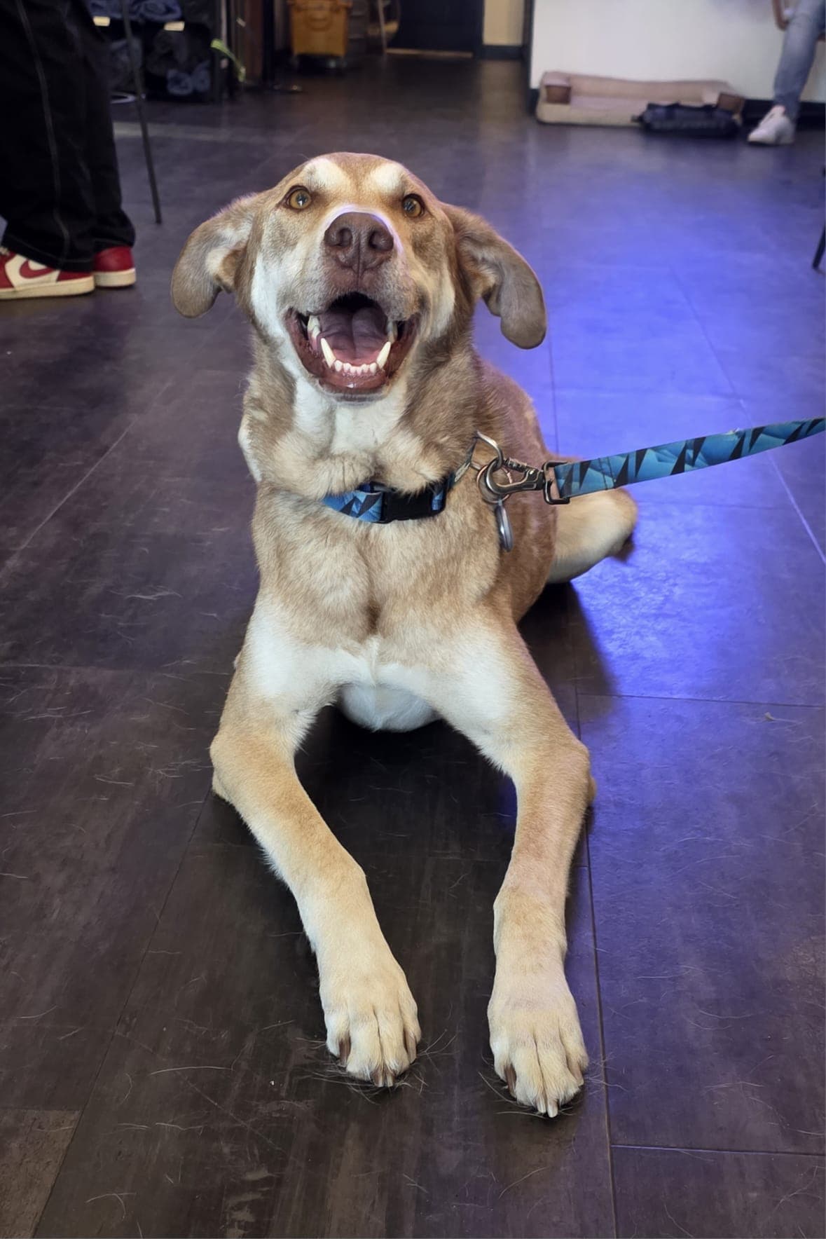 McFly - Husky Mix available for adoption at BARCS Rescue in Calgary