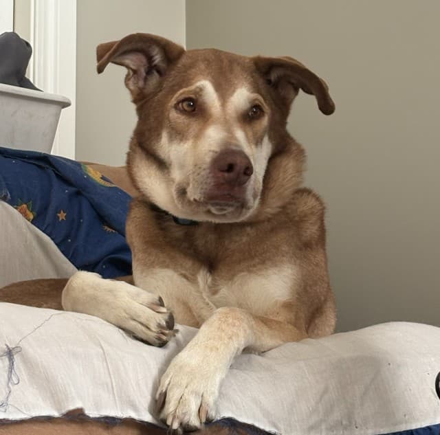 McFly - Husky Mix available for adoption at BARCS Rescue in Calgary
