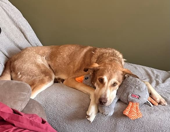 McFly - Husky Mix available for adoption in Calgary