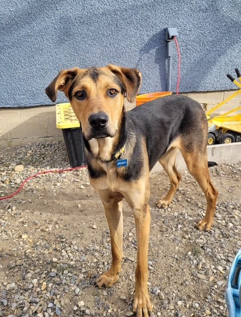 Bentley - Shepherd Mix available for adoption in Calgary