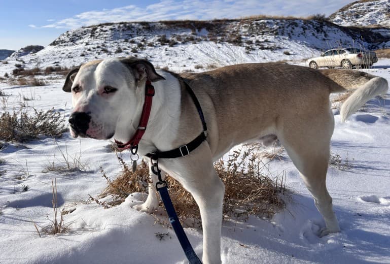 Macduff - Anatolian Shepherd Mix available for adoption at BARCS Rescue in Calgary