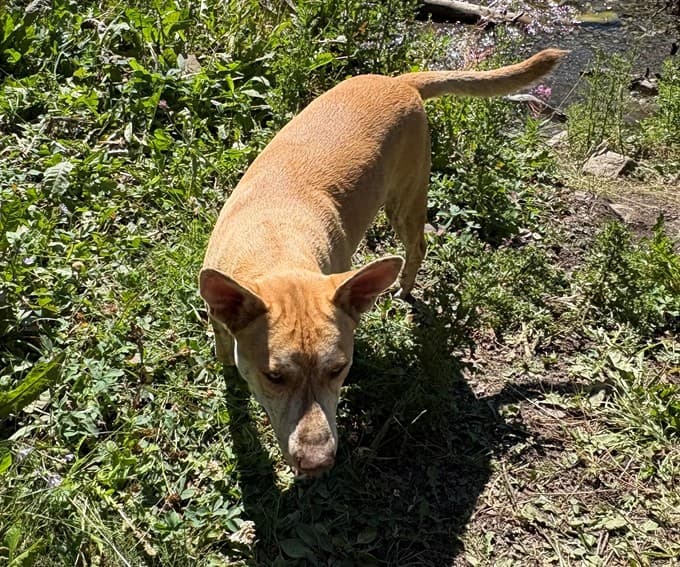 Sodapop - Catahoula/Lab/Shepherd Mix available for adoption at BARCS Rescue in Calgary