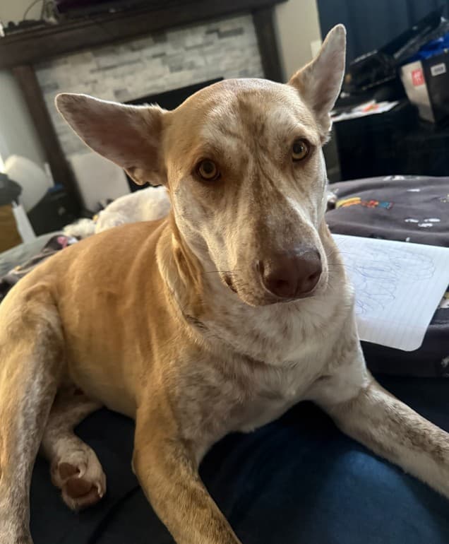 Sodapop - Catahoula/Lab/Shepherd Mix available for adoption at BARCS Rescue in Calgary