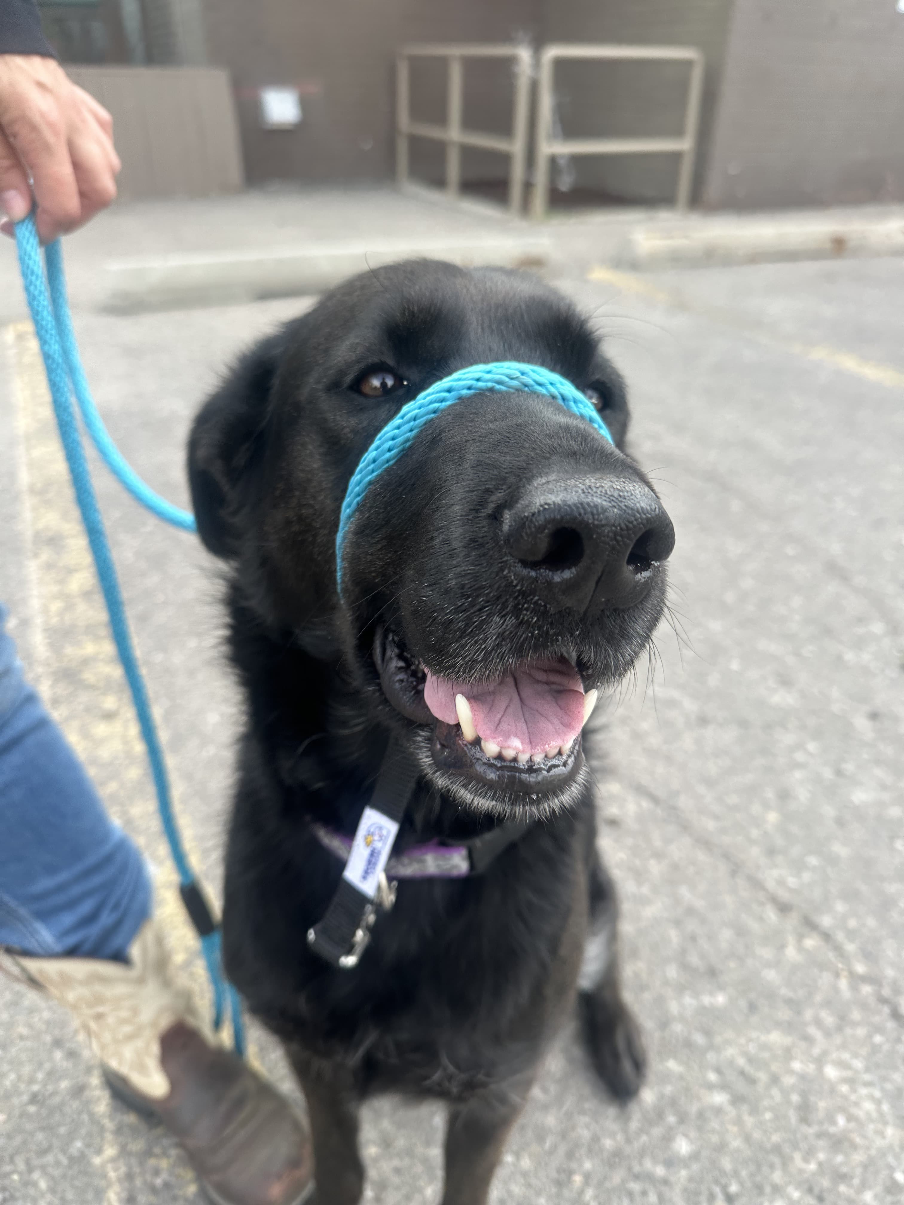 Bella - Lab Mix available for adoption in Calgary
