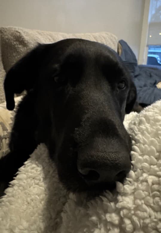 Bella - Lab Mix available for adoption in Calgary