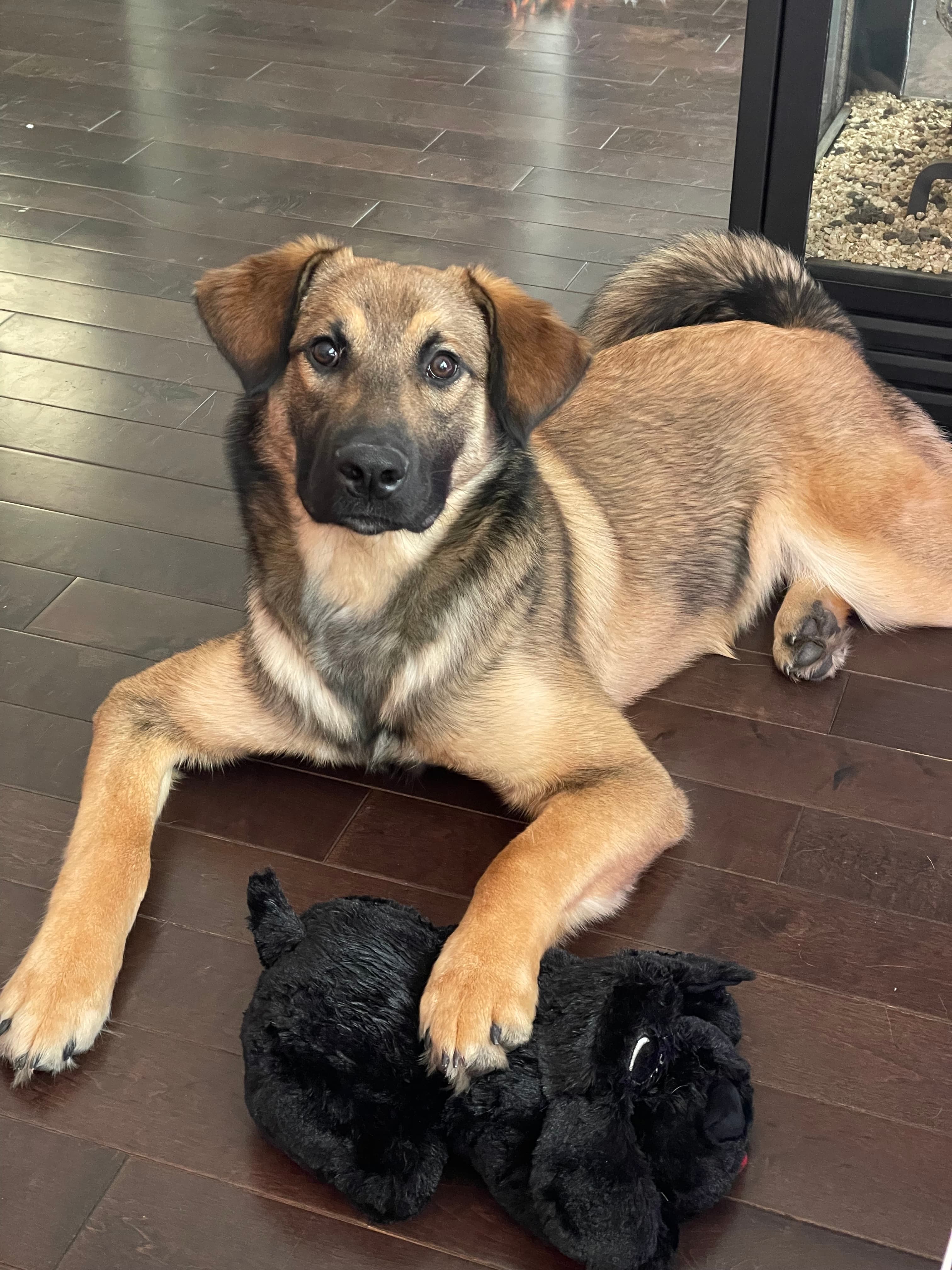 Taurus - Husky Mix available for adoption at BARCS Rescue in Calgary