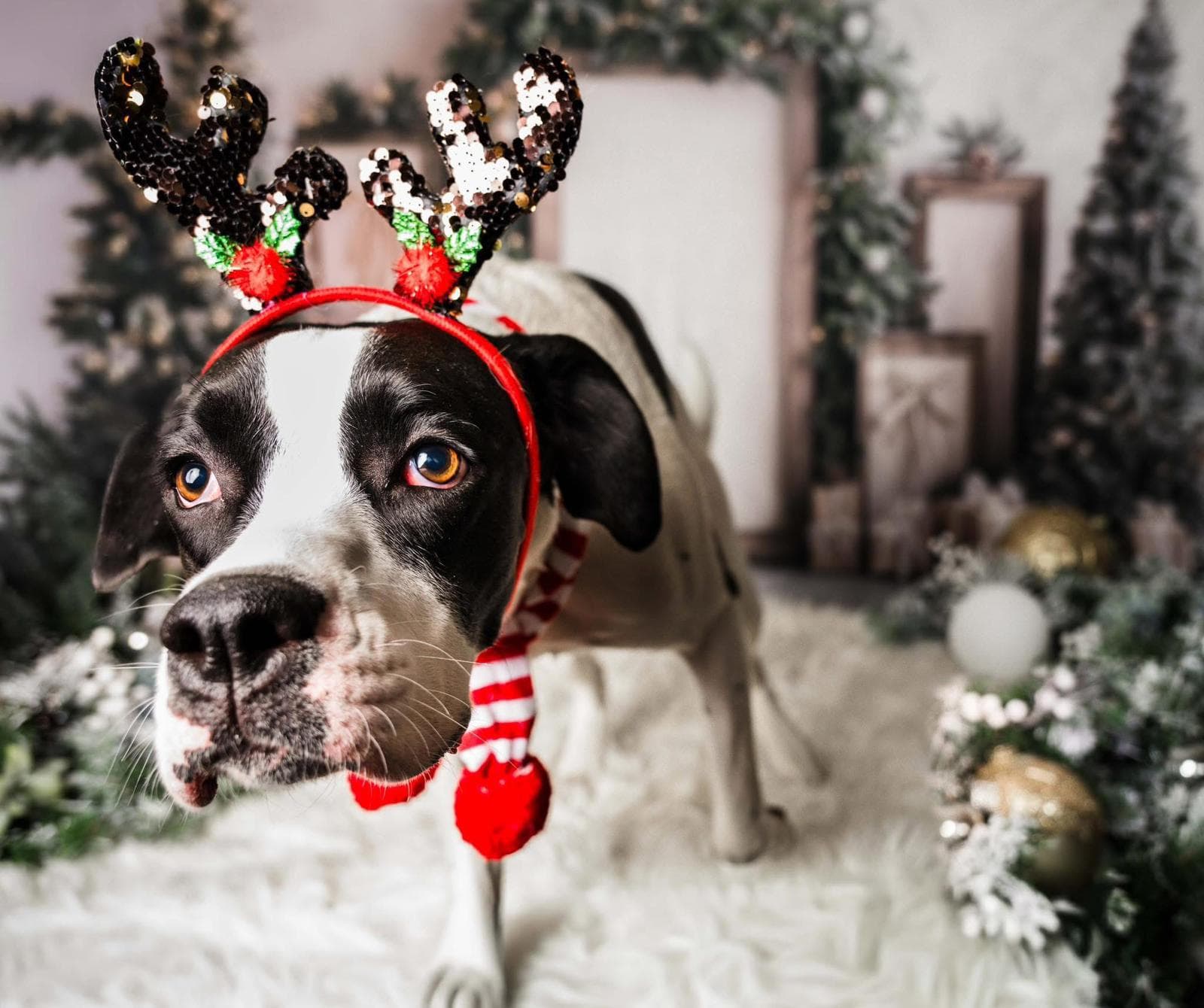 Lulu - Boxador (Boxer/Lab mix) available for adoption at BARCS Rescue in Calgary