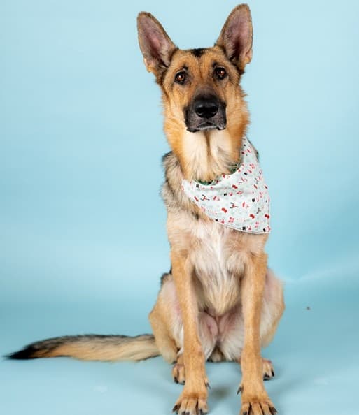 Nova - German Shepherd Mix available for adoption at BARCS Rescue in Calgary