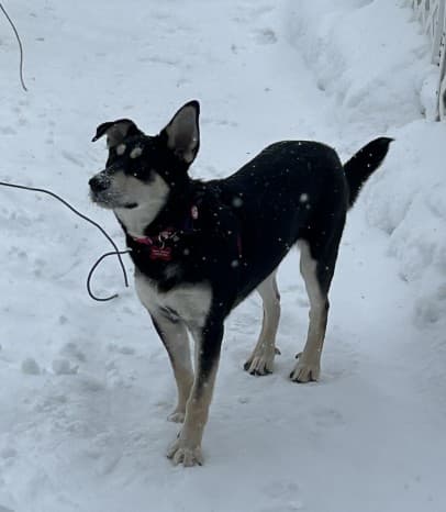 Cashew - Shepherd Mix available for adoption in Calgary