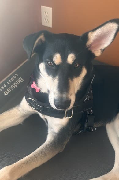 Cashew - Shepherd Mix available for adoption in Calgary