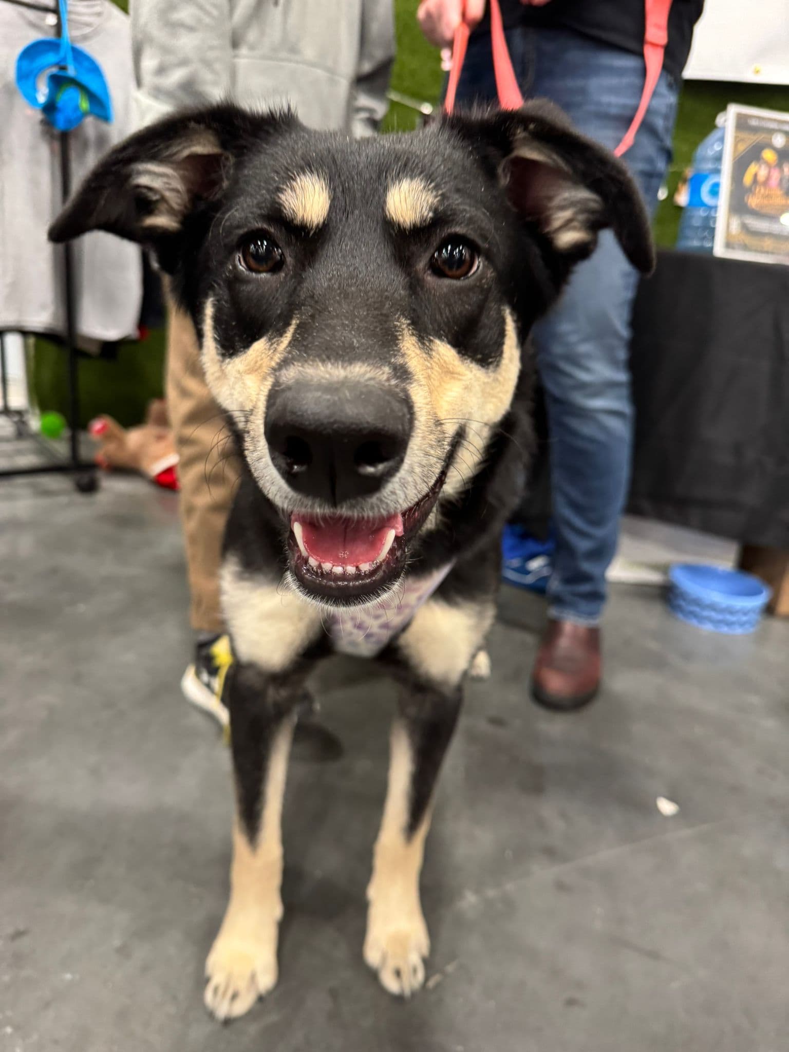 Swedish Chef - Shepherd Mix available for adoption at BARCS Rescue in Calgary