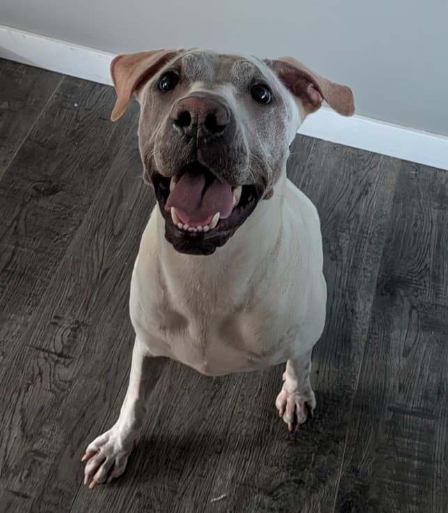 Dee Dee - Bully Mix (Maybe Lab/Shar-Pei Mix) available for adoption in Calgary
