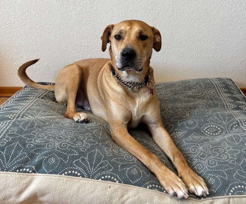 Gravy - Lab/Black Mouth Cur Mix available for adoption at BARCS Rescue in Calgary