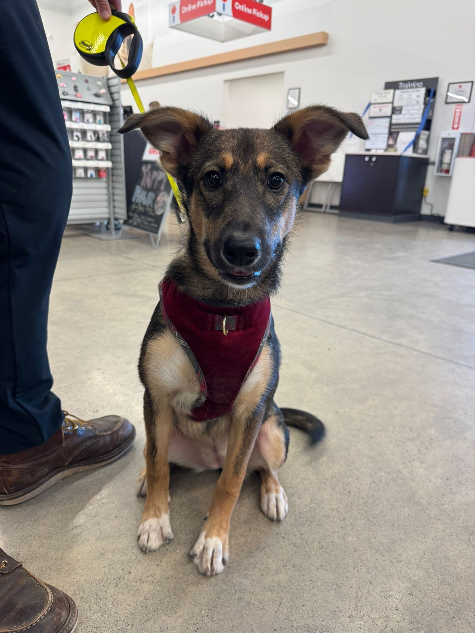Morel - Shepherd Mix available for adoption at BARCS Rescue in Calgary