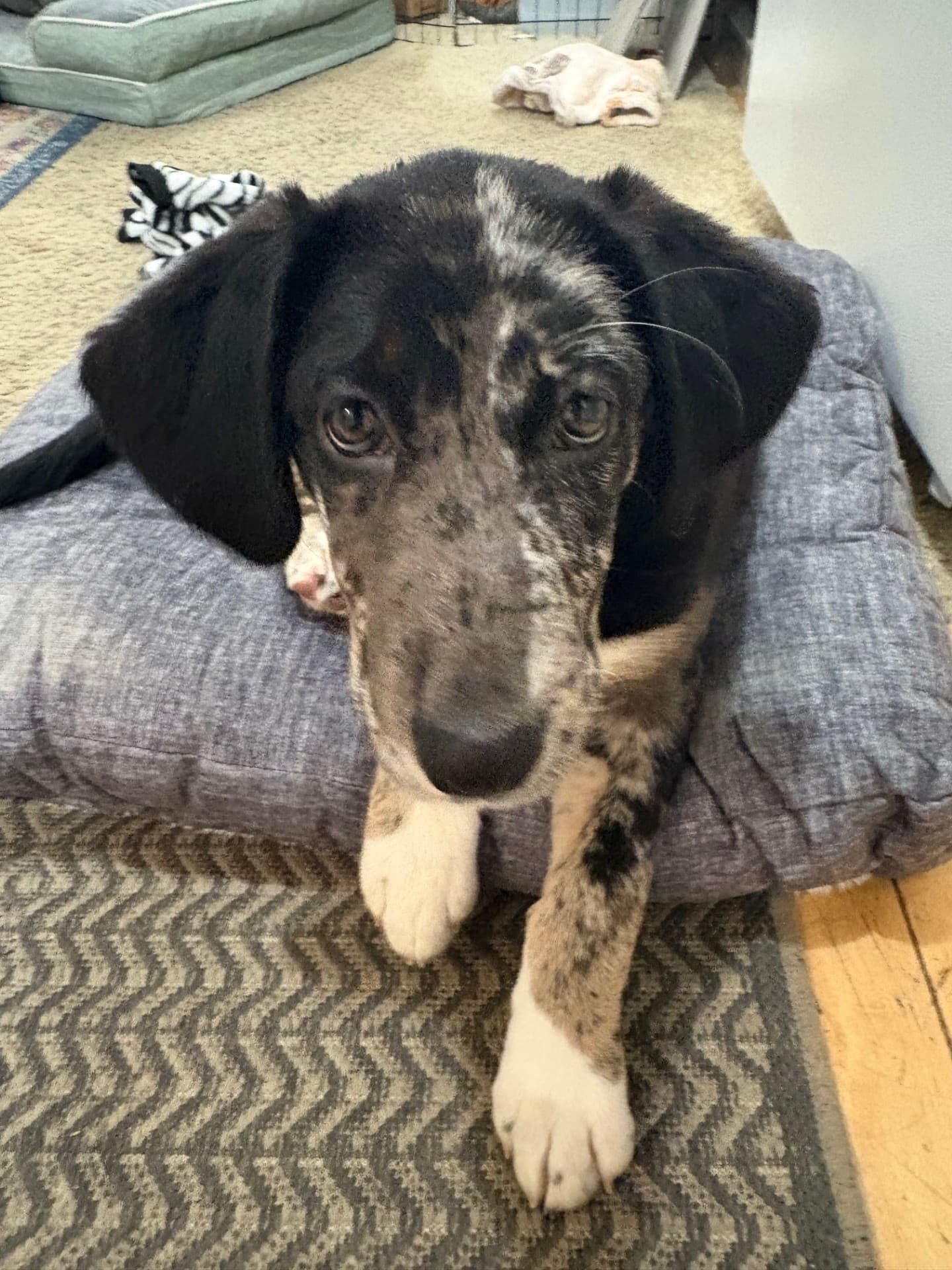 Pinkie Pie - Collie/Shepherd Mix available for adoption at BARCS Rescue in Calgary
